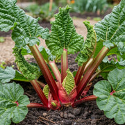 adjust the Full Season Rhubarb Collection plant with large, crinkled green leaves and thick red stalks growing in rich, dark soil in a garden setting.